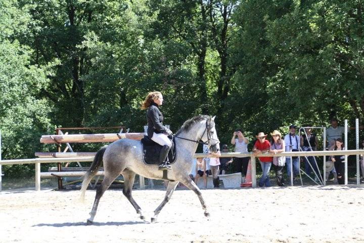 Saxo - Mâle (6 ans)