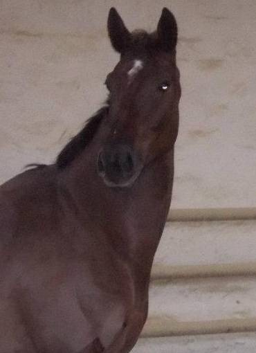 Thao - Mâle (5 ans)