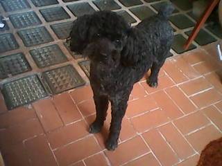 Tommy - Mâle (5 ans)
