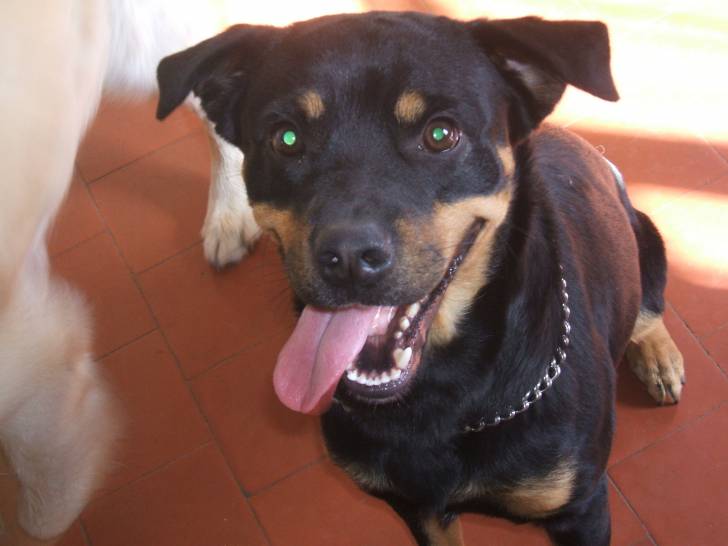 max - Mâle (2 ans)