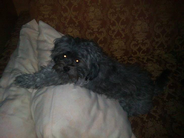 Angel - (2 ans)