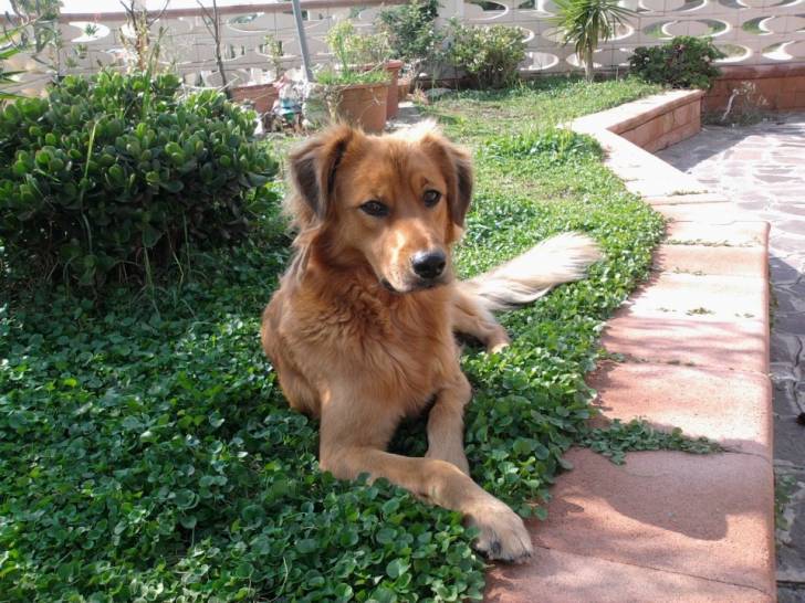 Italo - Mâle (3 ans)