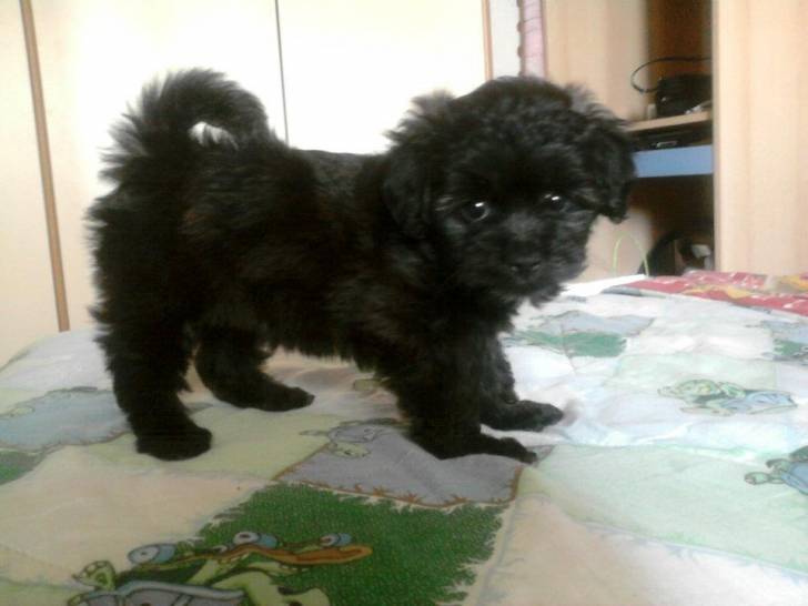 Angel - (2 mois)