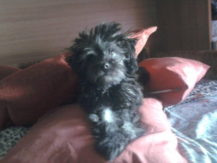 Angel - (2 mois)