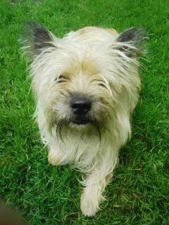 Tomy - Mâle (7 ans)