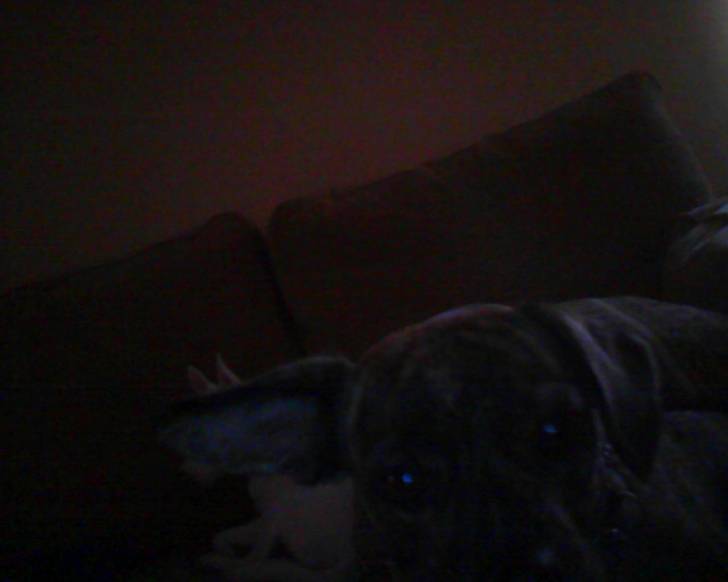 Lupe(sale un poco mal) - Femelle (1 an)