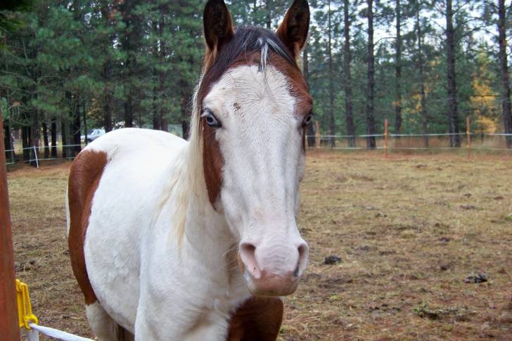 dakoda - Mâle (4 ans)