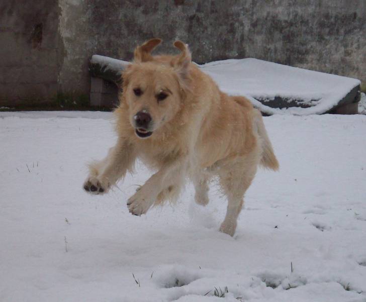 Hubert - Mâle (8 ans)