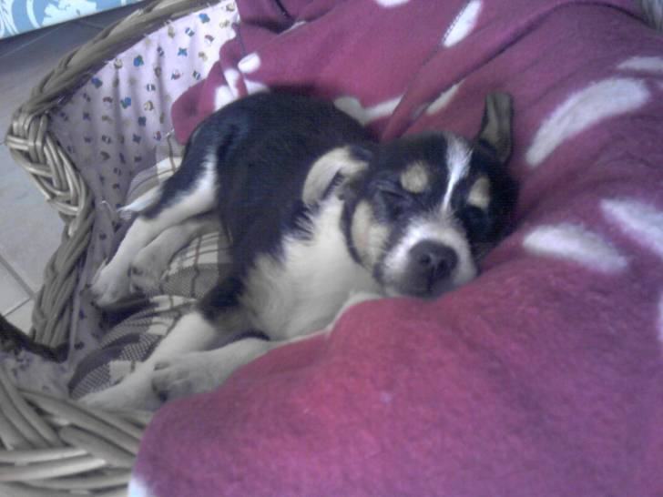 la mia cucciola - Femelle (4 mois)