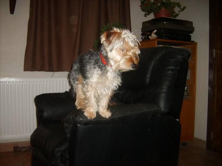 Rocky - Mâle (6 mois)