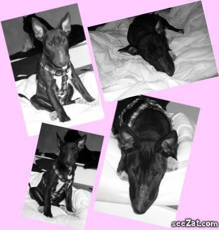 Dolce - (6 mois)