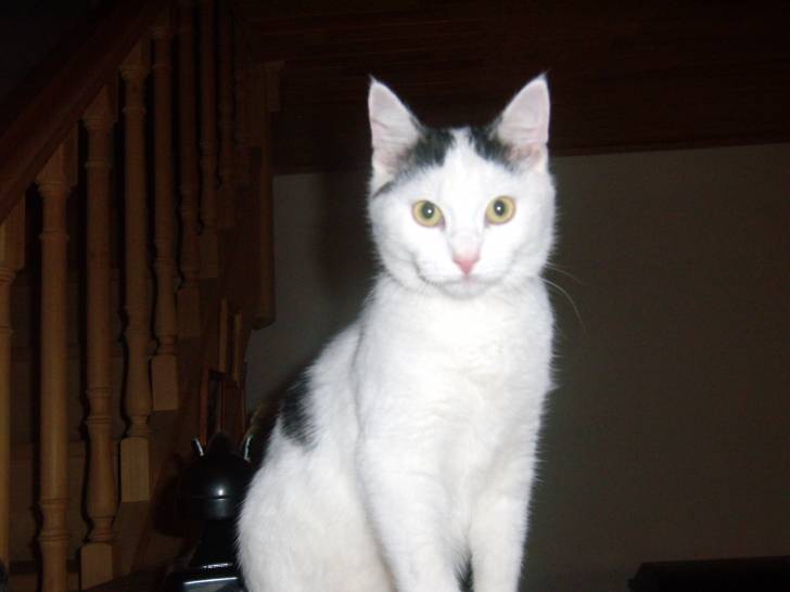 Chipeur - Mâle (7 mois)