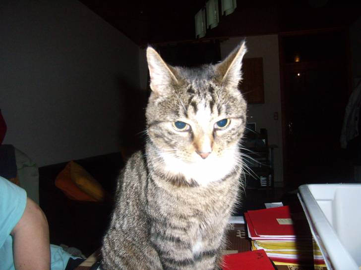Calinou - Mâle (5 ans)