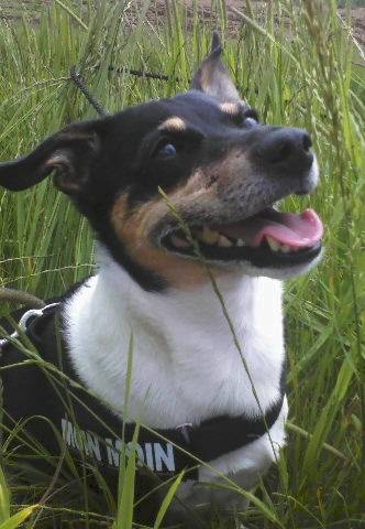 Lou - Mâle (7 ans)