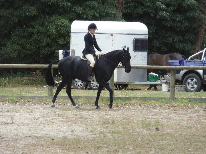 Hidden Wonder - Mâle (8 ans)