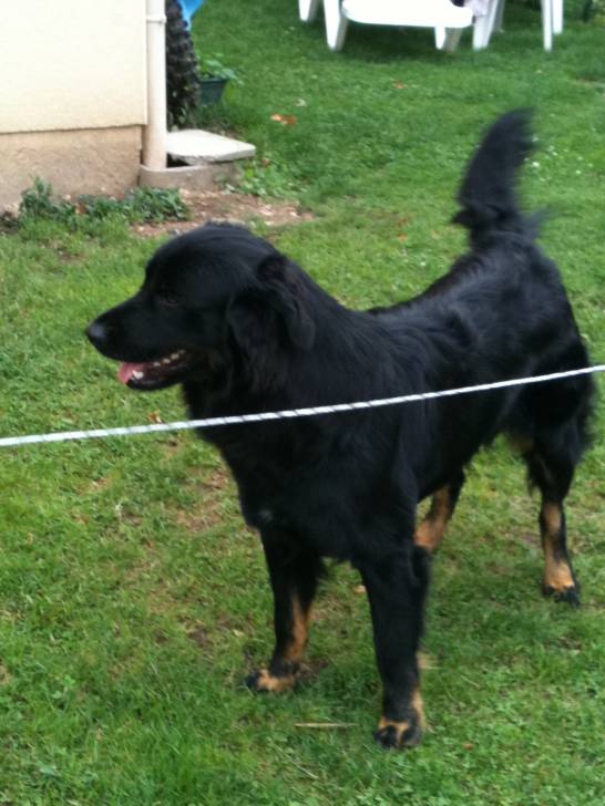 filou - Mâle (3 ans)