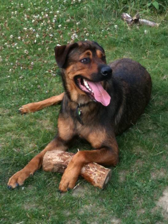 kaiser - Mâle (3 ans)