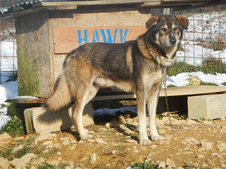 Hawk - Mâle (2 ans)