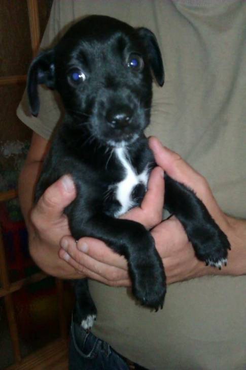 Puppy - (2 mois)