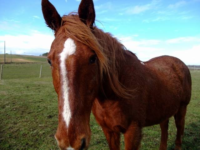 Surprise - Mâle (8 ans)