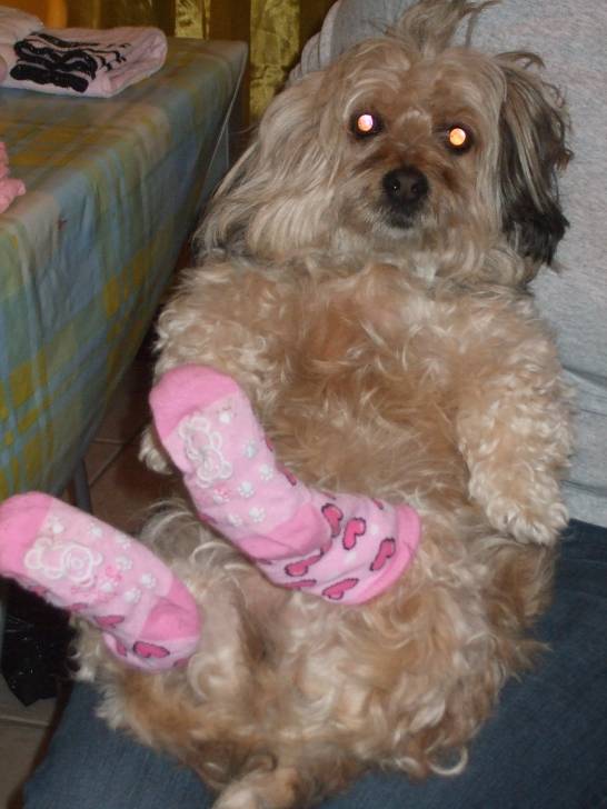 Violica - (6 ans)