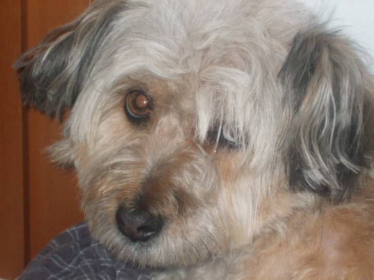 super carina la mia violica - (4 ans)