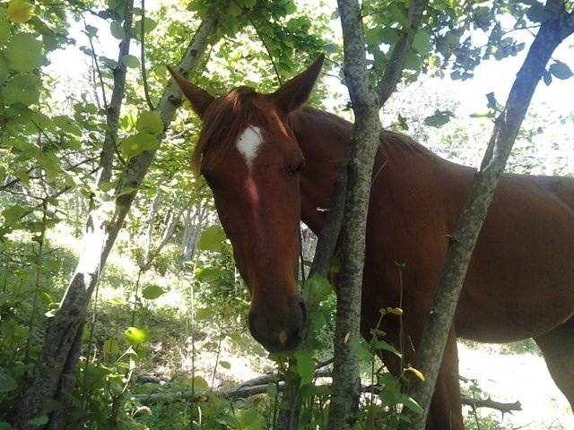 Stella - (7 ans)