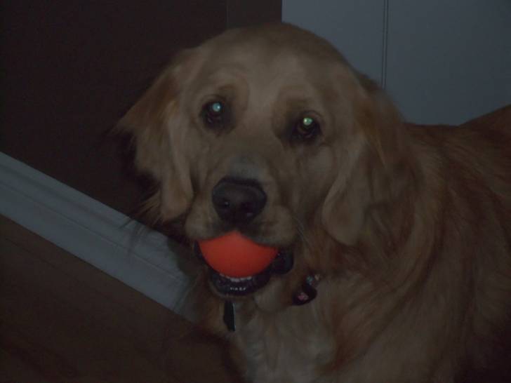 Bella - Femelle (3 ans)