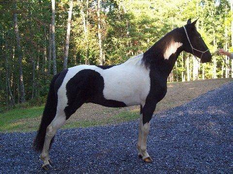 Il mio Cavallo - (7 ans)