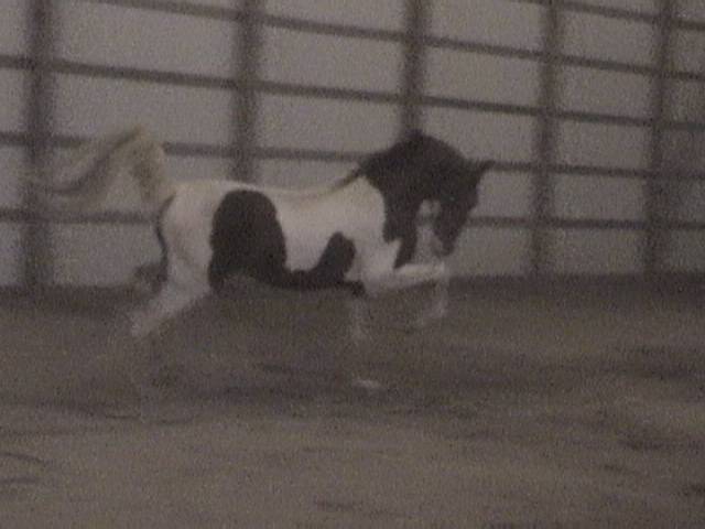 Echo - Mâle (4 ans)