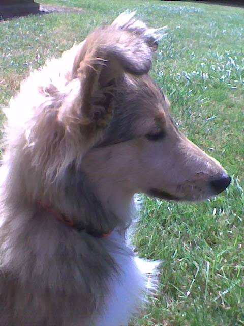 Etoile - (9 mois)