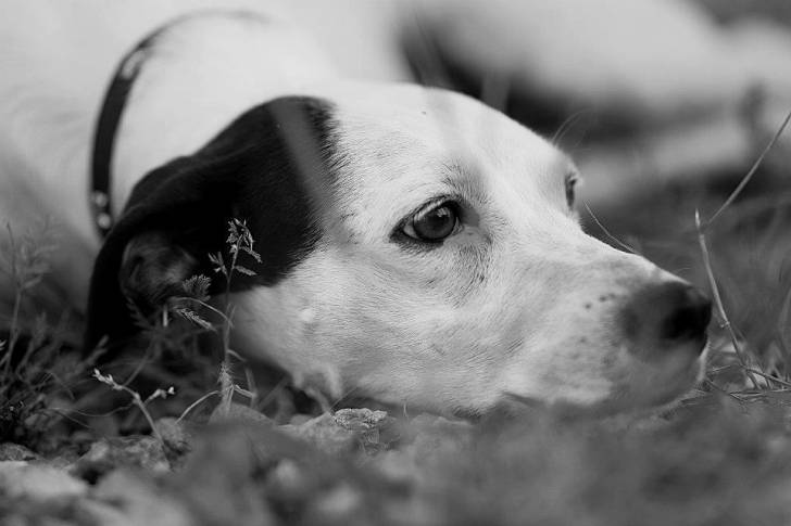 Bella - (3 ans)