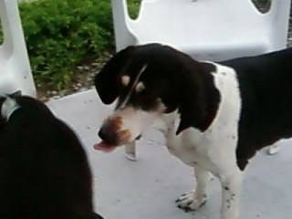 Tania - Femelle (15 ans)