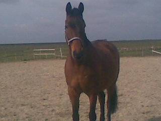 Lycos - Mâle (14 ans)