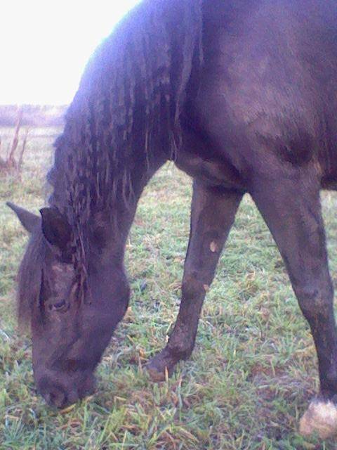 AMORE - (8 ans)
