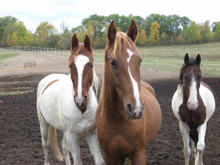 Gringo, Haley, Stewie -