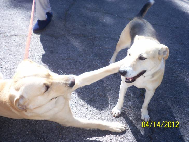 Jack Sparrow y Daisy jugando - Mâle (3 ans)