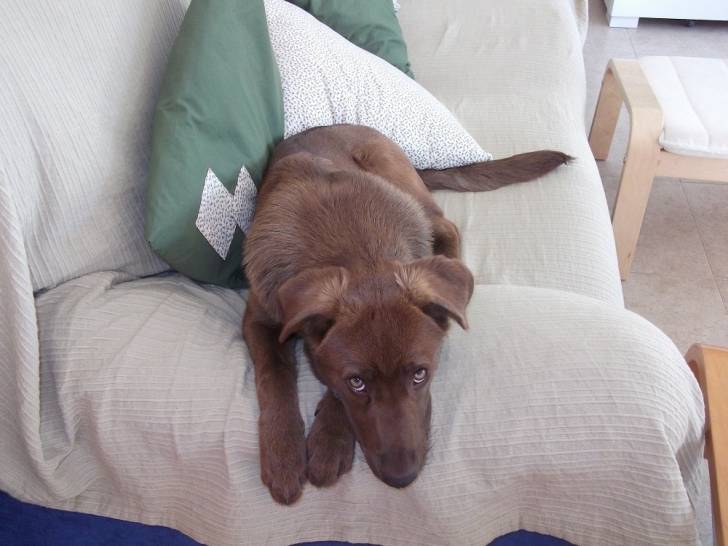 mi perrito - Mâle (10 mois)