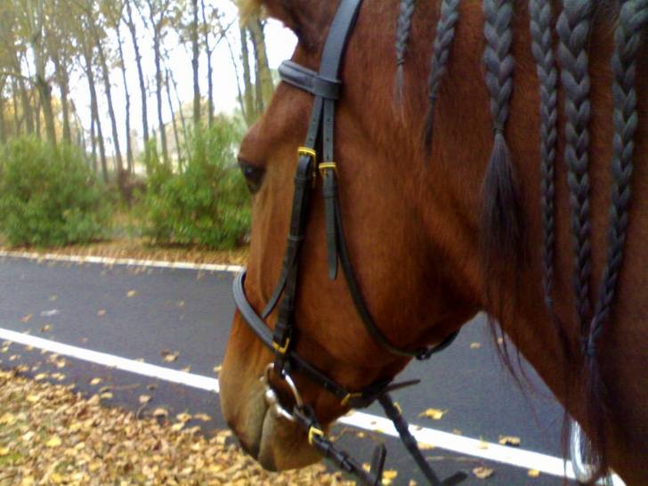 Joy - Mâle (6 ans)