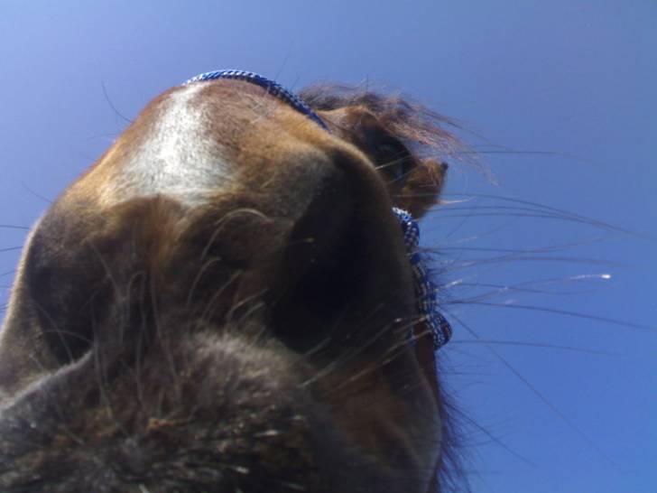 Joy - Mâle (6 ans)
