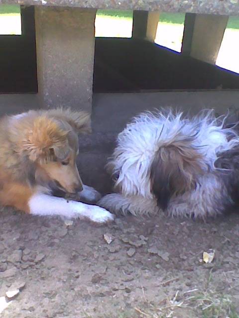 Pico et Etoile - (5 mois)