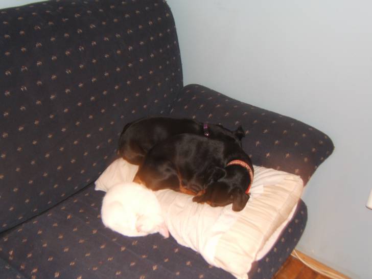 rex - Mâle (5 mois)