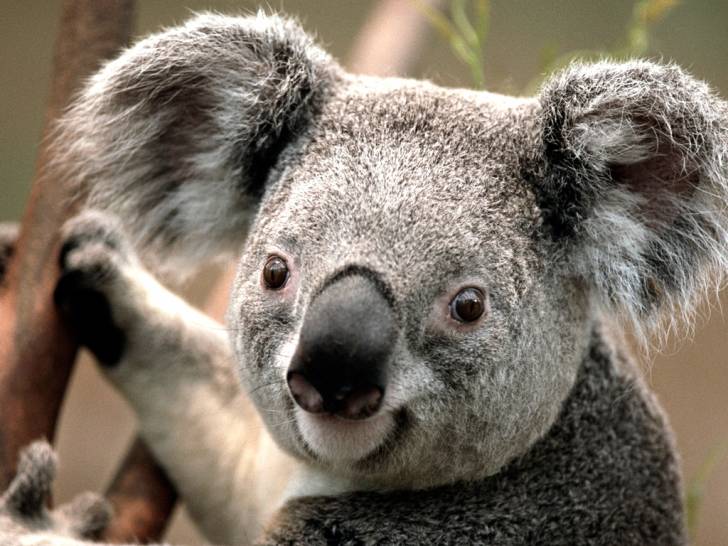 koala -