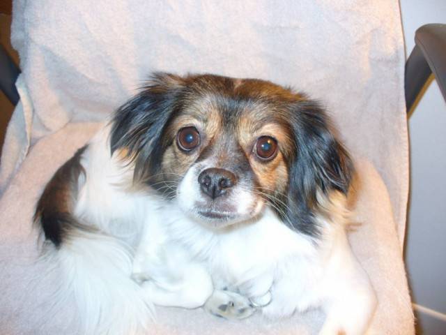 kelly - Femelle (6 ans)