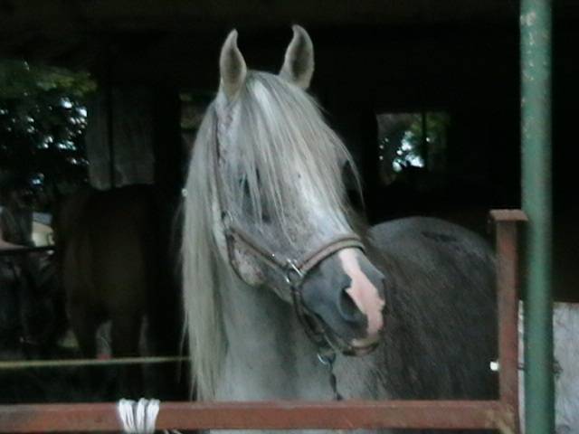 arabia - (11 ans)