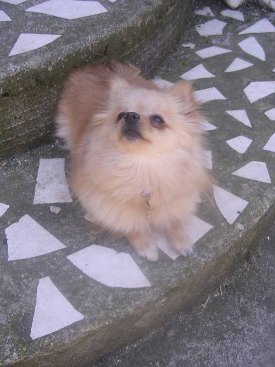Leïka - (2 ans)