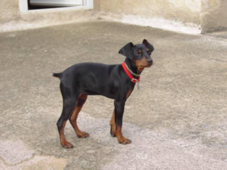 eylix - Femelle (3 mois)