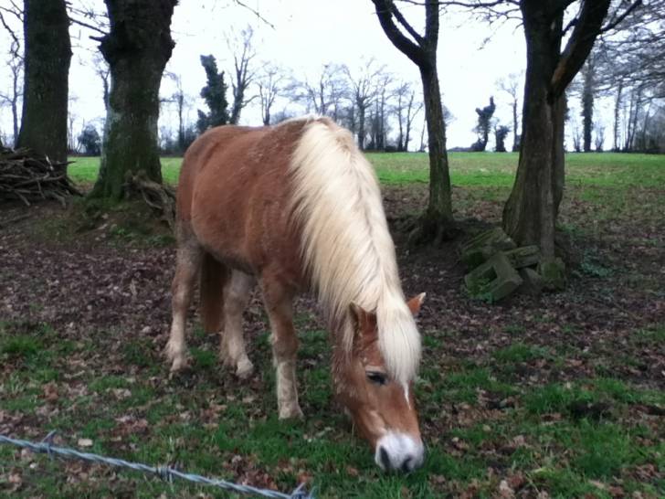 Canelle(mère de Vénus) - (5 ans)