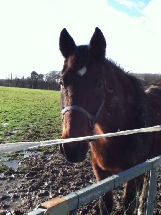 Cacao - Mâle (4 ans)