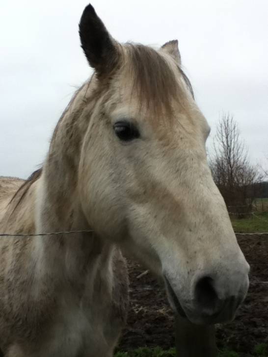 Neige - Mâle (4 ans)